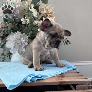 Rambo, French Bulldog Puppy