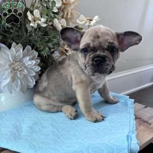 Rambo, French Bulldog Puppy