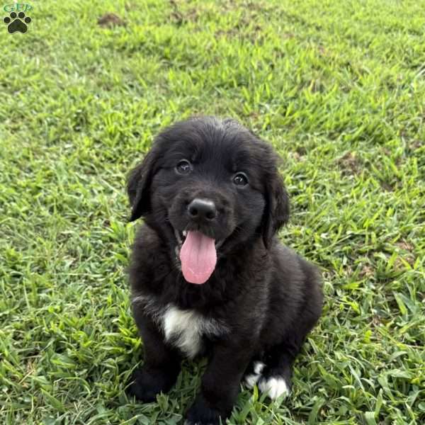 Red, Bernese Golden Mountain Dog Puppy
