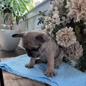 Rambo, French Bulldog Puppy