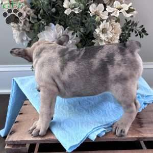 Rambo, French Bulldog Puppy