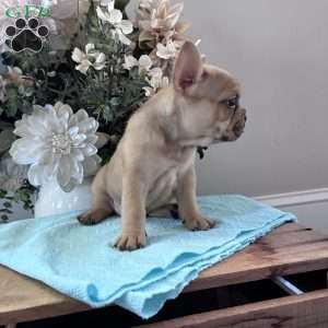Riley, French Bulldog Puppy