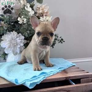 Riley, French Bulldog Puppy