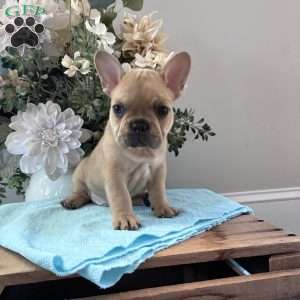 Riley, French Bulldog Puppy