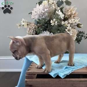Riley, French Bulldog Puppy