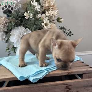 Riley, French Bulldog Puppy