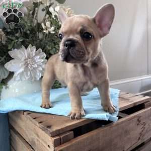 Riley, French Bulldog Puppy