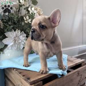 Riley, French Bulldog Puppy