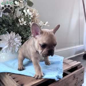 Riley, French Bulldog Puppy