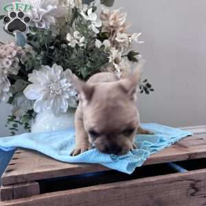 Riley, French Bulldog Puppy