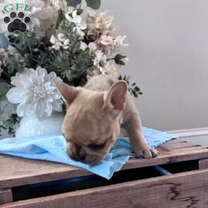 Riley, French Bulldog Puppy