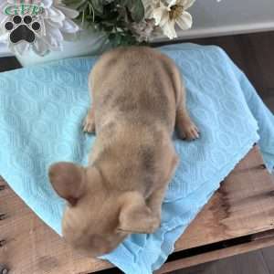 Riley, French Bulldog Puppy