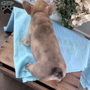 Riley, French Bulldog Puppy