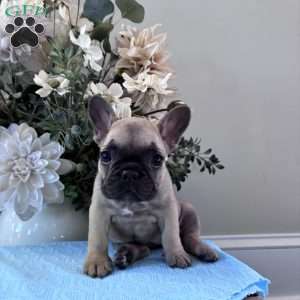 Regina, French Bulldog Puppy