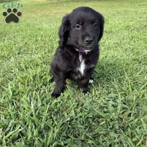 Purple, Bernese Golden Mountain Dog Puppy