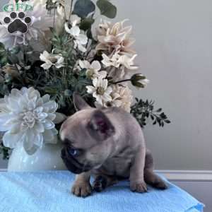 Regina, French Bulldog Puppy