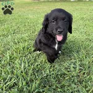Purple, Bernese Golden Mountain Dog Puppy