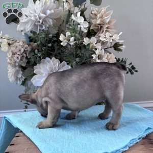 Regina, French Bulldog Puppy