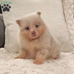 Fluffy, Pomeranian Puppy