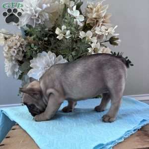 Regina, French Bulldog Puppy