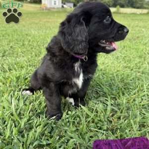 Purple, Bernese Golden Mountain Dog Puppy