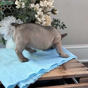 Regina, French Bulldog Puppy