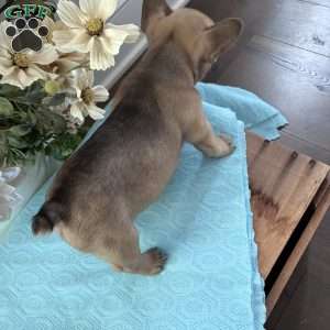 Regina, French Bulldog Puppy