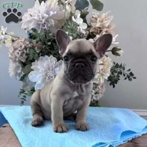 Regina, French Bulldog Puppy