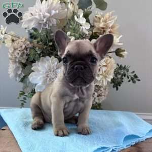 Regina, French Bulldog Puppy
