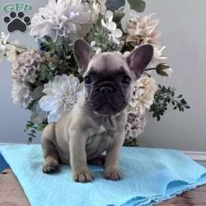 Regina, French Bulldog Puppy