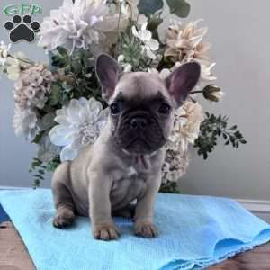 Regina, French Bulldog Puppy