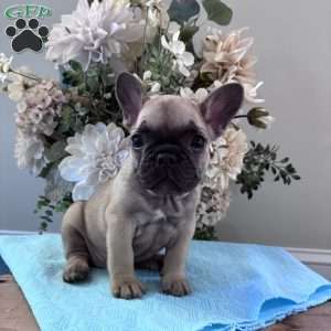 Regina, French Bulldog Puppy