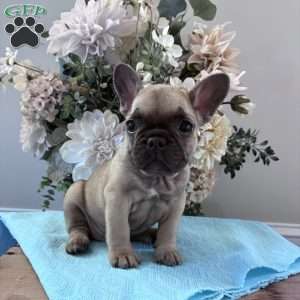 Regina, French Bulldog Puppy