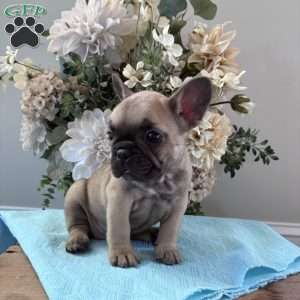 Regina, French Bulldog Puppy