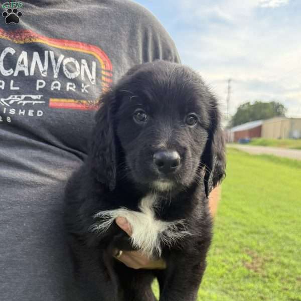 Orange, Bernese Golden Mountain Dog Puppy