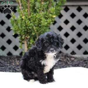 Esther, Cavapoo Puppy