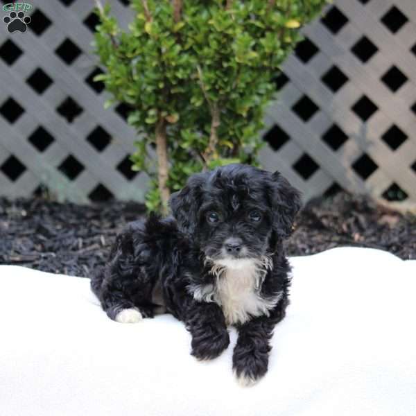 Esther, Cavapoo Puppy