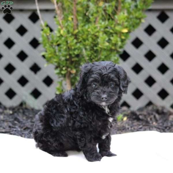 Ella, Cavapoo Puppy