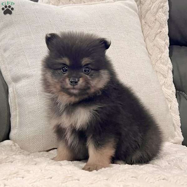 Finn, Pomeranian Puppy