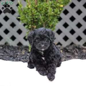Ella, Cavapoo Puppy