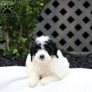 Emma, Cavapoo Puppy