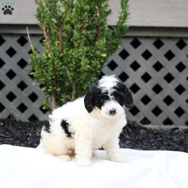 Emma, Cavapoo Puppy
