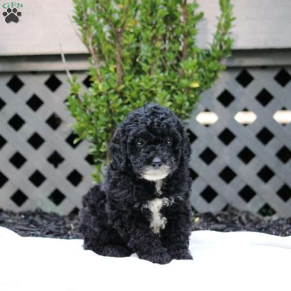 Earl, Cavapoo Puppy