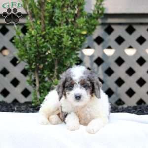 Eric, Cavapoo Puppy