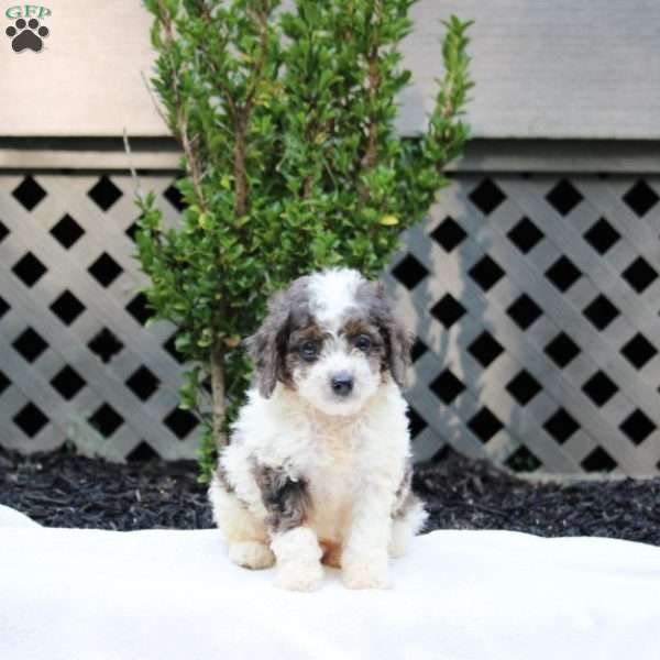 Eric, Cavapoo Puppy