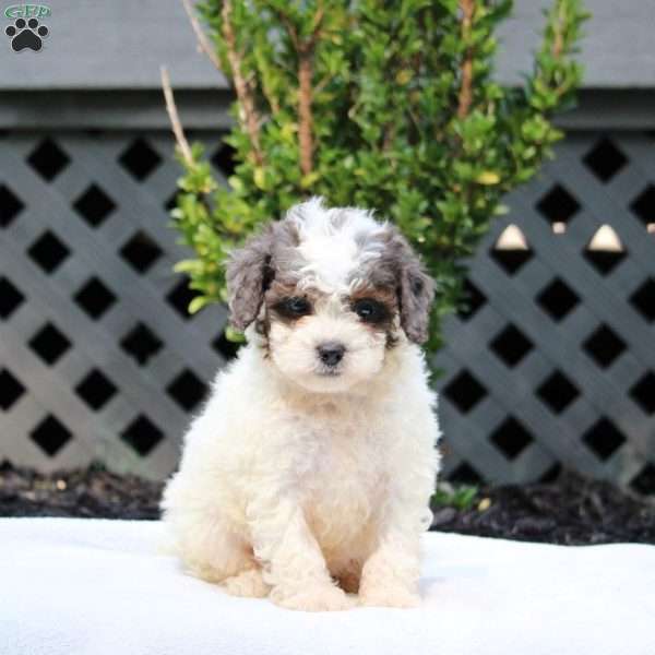Elliot, Cavapoo Puppy