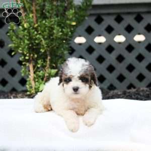 Elliot, Cavapoo Puppy