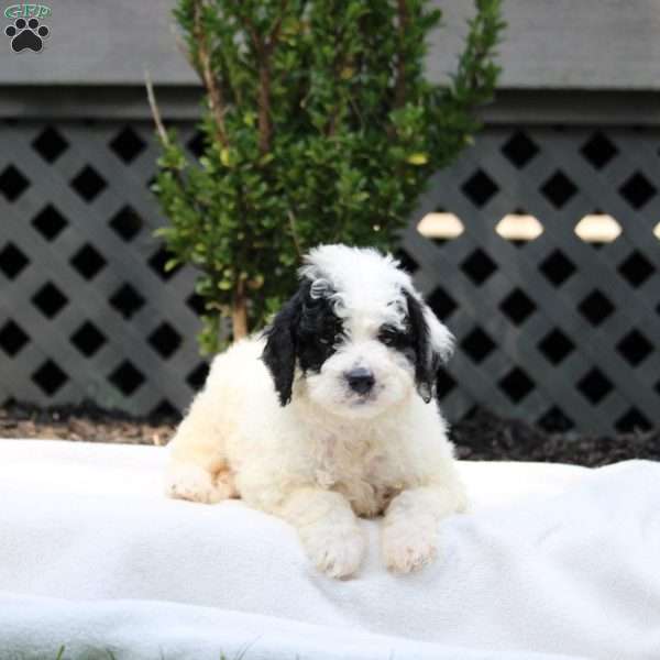 Elijah, Cavapoo Puppy
