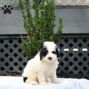 Elijah, Cavapoo Puppy