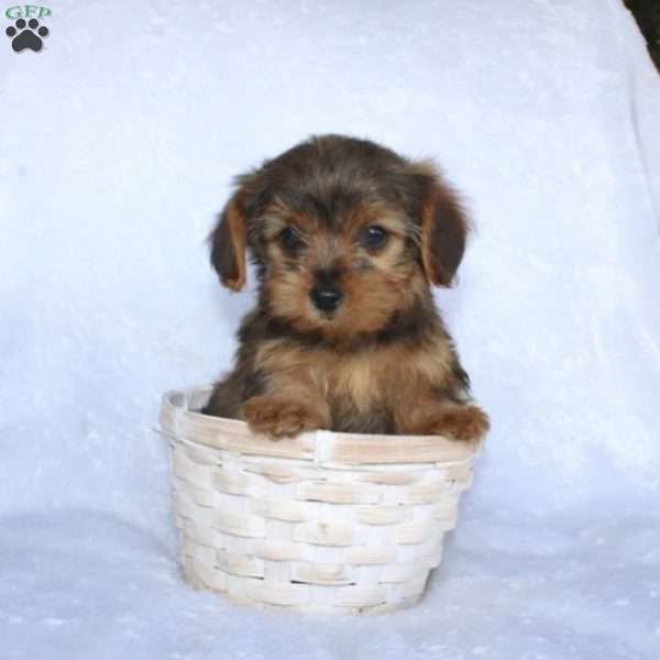 Evan, Yorkie Poo Puppy